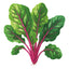 Magenta Sunset Swiss Chard