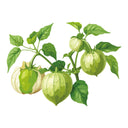 Grand Rio Verde Tomatillo