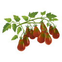 Chocolate Pear Pole Cherry Tomato