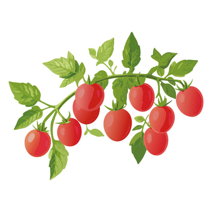 Gum Drop Pink Pole Cherry Tomato