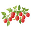 Gum Drop Pink Pole Cherry Tomato