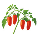 Jersey Devil Pole Tomato