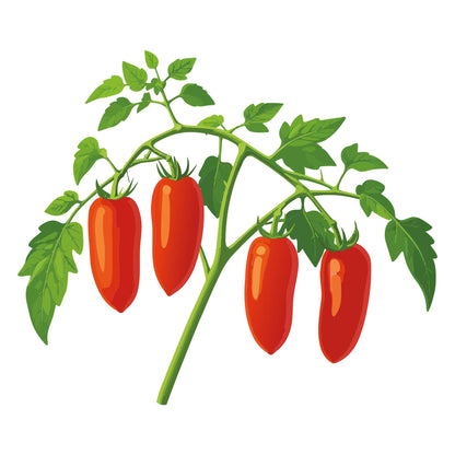 Jersey Devil Pole Tomato