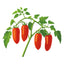 Jersey Devil Pole Tomato