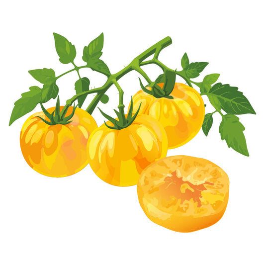 Striped German Pole Tomato