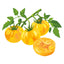 Striped German Pole Tomato