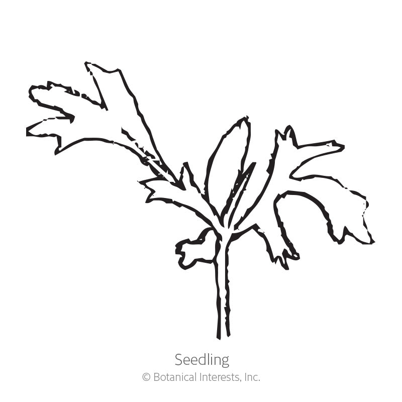 Madonna Blend Lace Flower Seeds Product Image