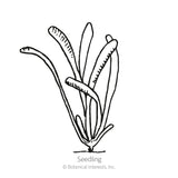 Russian Statice Seeds