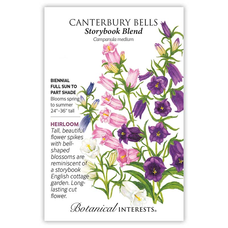 planting canterbury bells seeds Storybook Blend Canterbury Bells Seeds