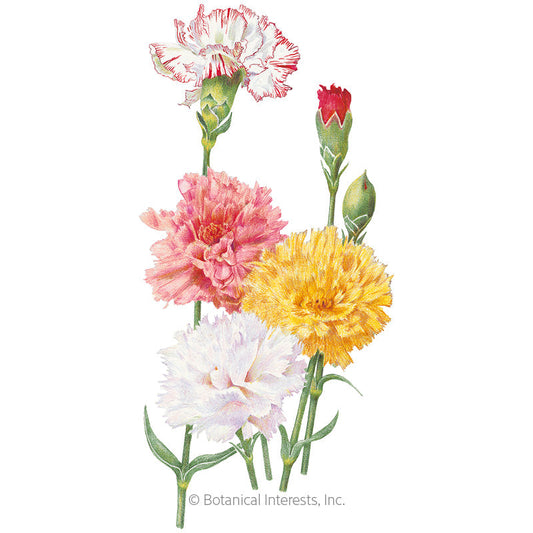 Chabaud Blend Carnation Seeds Product Image