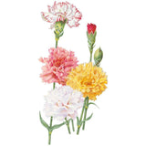 Chabaud Blend Carnation Seeds