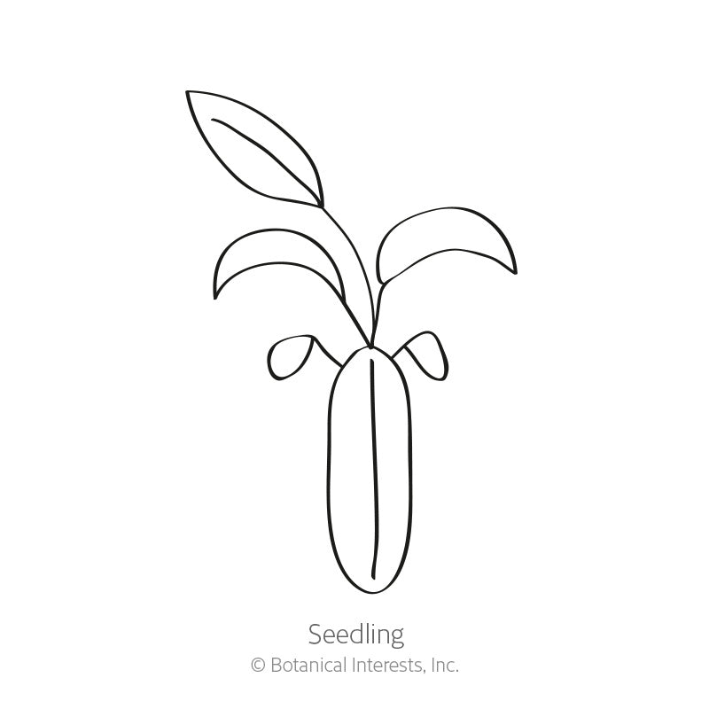 Chabaud Blend Carnation Seeds