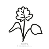 Rocky Mountain Blue Columbine Seeds