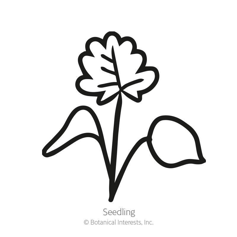 Rocky Mountain Blue Columbine Seeds