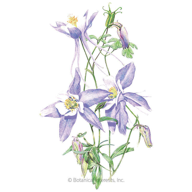 Rocky Mountain Blue Columbine Seeds