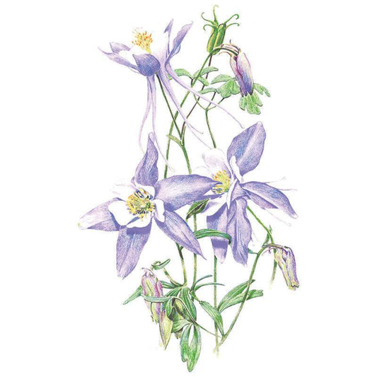 Rocky Mountain Blue Columbine Seeds