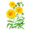 Double Sunburst Coreopsis Seeds