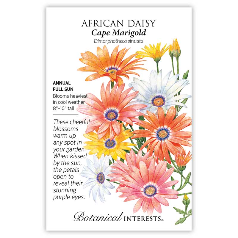 margarita flower seeds Cape Marigold African Daisy Seeds