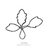 Alaska Shasta Daisy Seeds