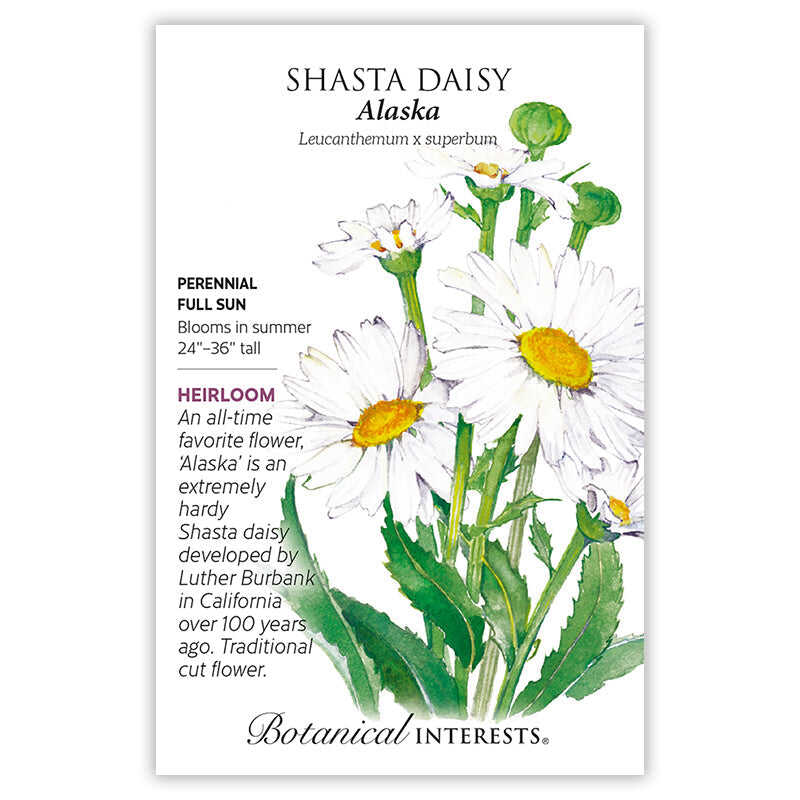 plant shasta daisy seeds Alaska Shasta Daisy Seeds