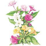 Marvel Of Peru Four O'Clock Seeds