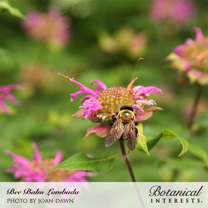 plant bee balm seeds Lambada Bee Balm Seeds