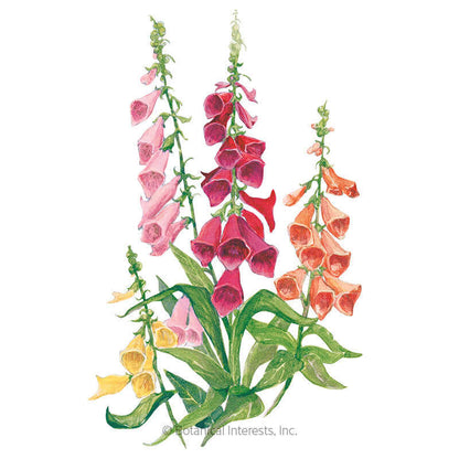 Gloxiniiflora Blend Foxglove Seeds