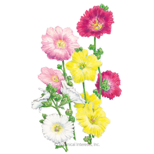 Indian Spring Hollyhock Seeds Product Image