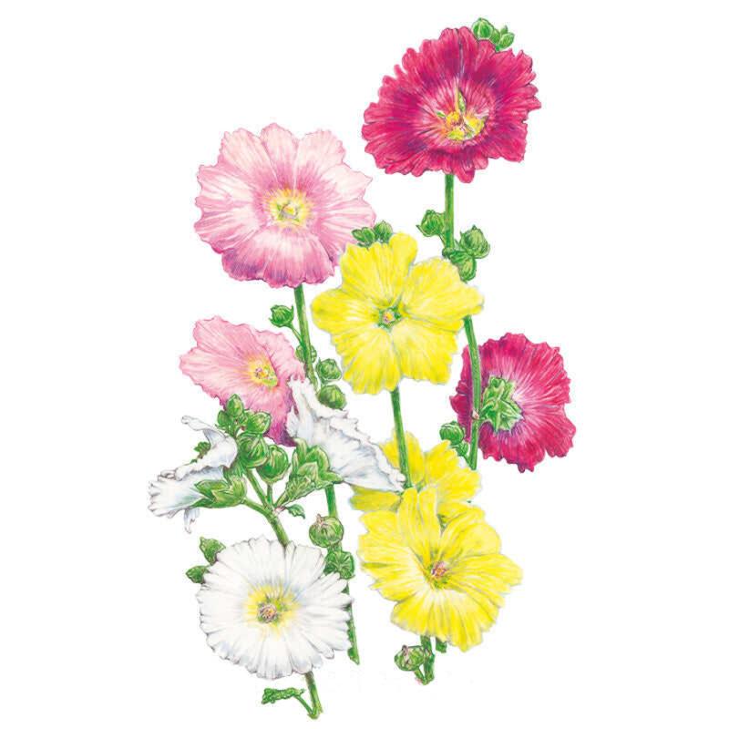 Indian Spring Hollyhock Seeds