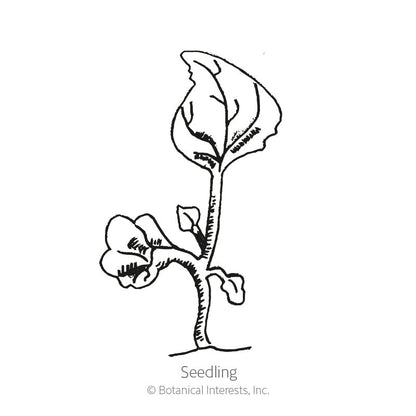 Crystal Palace Lobelia Seeds