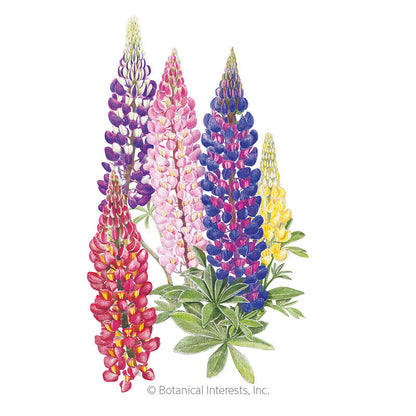 Russell Blend Lupine Seeds