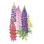 Russell Blend Lupine Seeds