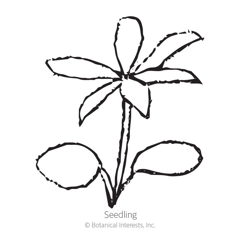 Russell Blend Lupine Seeds