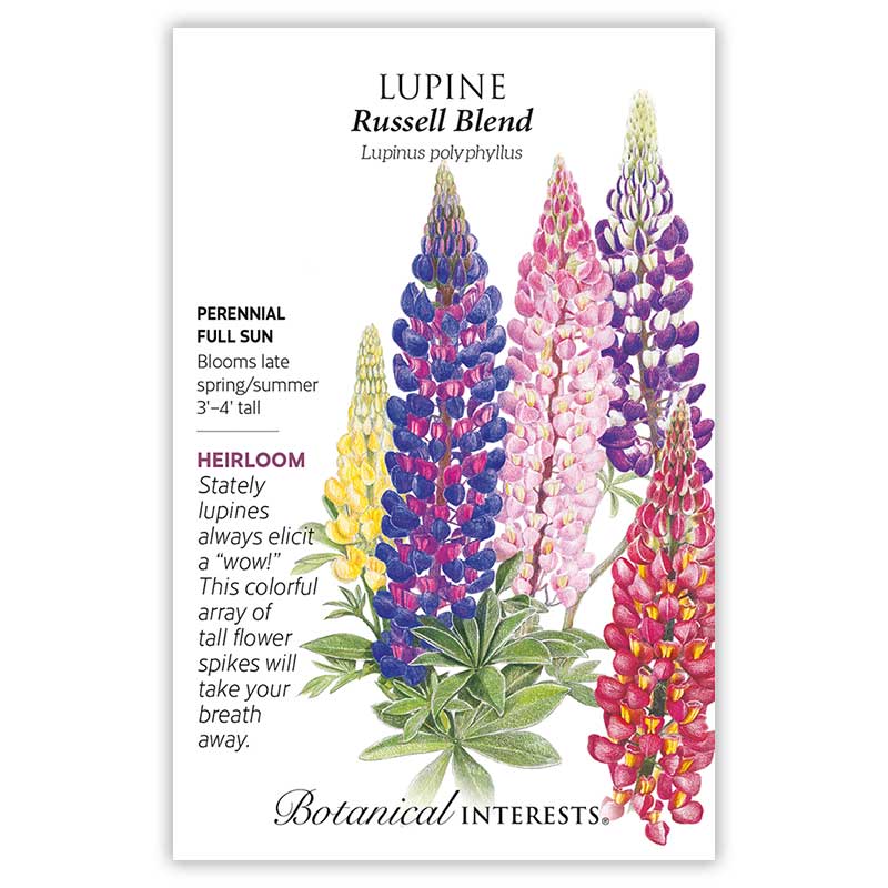 Russell Blend Lupine Seeds