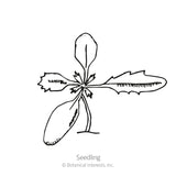 Kilimanjaro White African Marigold Seeds