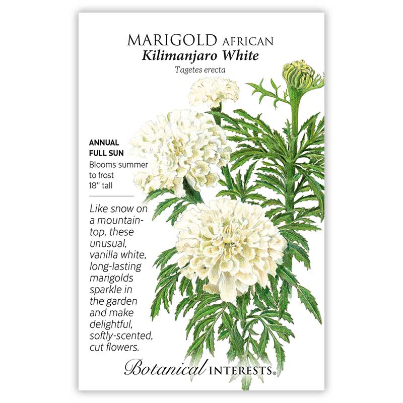 eskimo marigold seeds Kilimanjaro White African Marigold Seeds