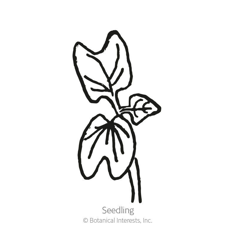 Pinwheel Blend Morning Glory Seeds
