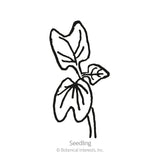 Pinwheel Blend Morning Glory Seeds