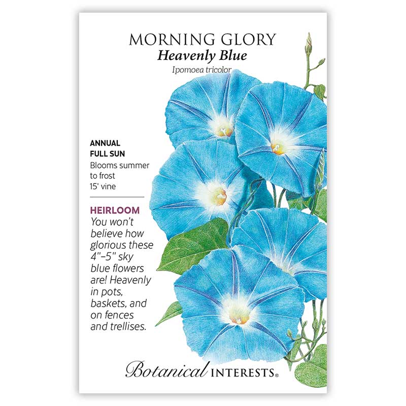 planting morning glory seeds in containers Heavenly Blue Morning Glory Seeds – Epic Gardening