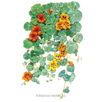 Single Blend Trailing Nasturtium Seeds