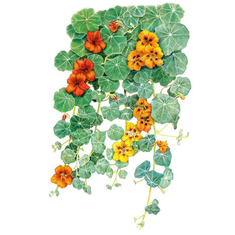 Single Blend Trailing Nasturtium Seeds