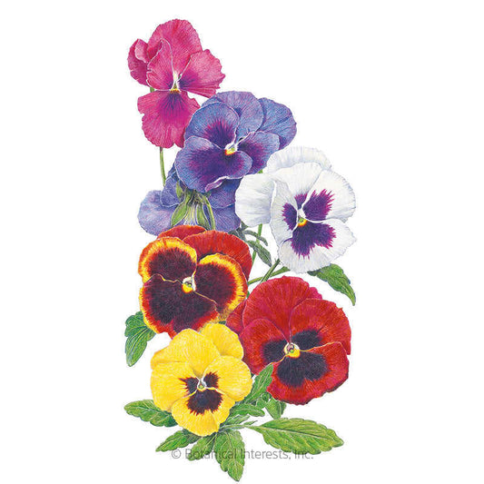 Swiss Giants Blend Pansy Seeds