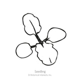 Swiss Giants Blend Pansy Seeds