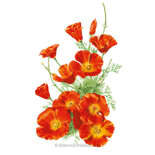 Mikado California Poppy Seeds Product Image