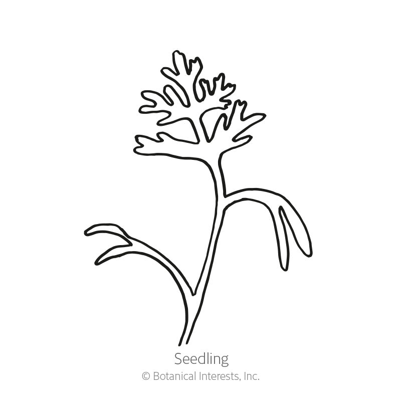 Mikado California Poppy Seeds