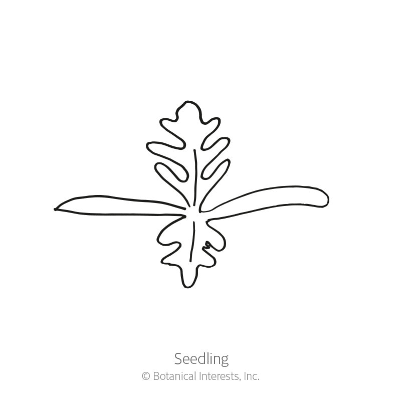 Nudicaule Blend Iceland Poppy Seeds