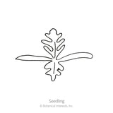 Nudicaule Blend Iceland Poppy Seeds