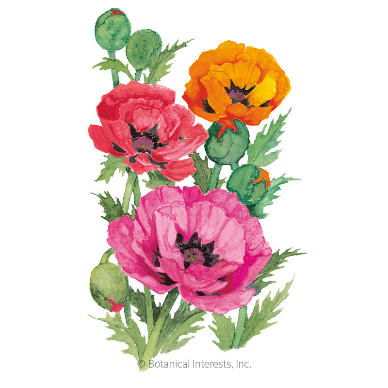 Oriental Blend Oriental Poppy Seeds Product Image