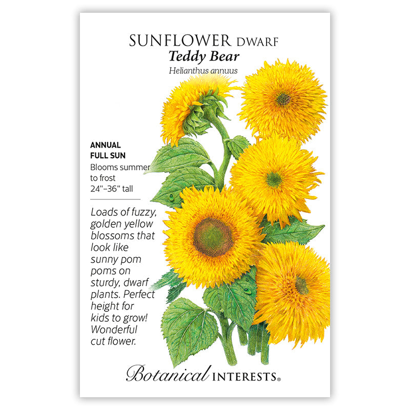 Teddy Bear Dwarf Sunflower Seeds