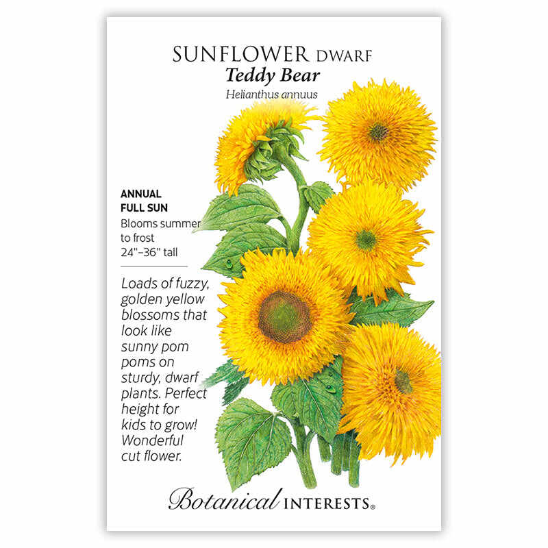 Teddy Bear Dwarf Sunflower Seeds